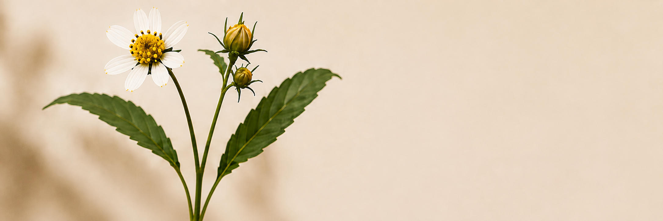 Close-up of a Bidens Pilosa flower